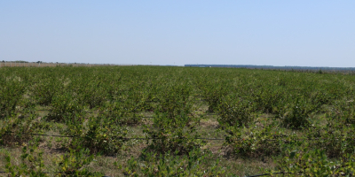 La plantación está ubicada en el condado de Giurgiu.