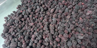 ROKYTNE BERRY es una empresa moderna de procesamiento de