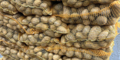 Buenos días, ofrecemos papas comestibles de las siguientes variedades: