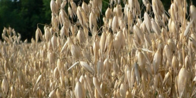 Vendo avena de muy buena calidad. Precio: 700 PLN/tonelada.