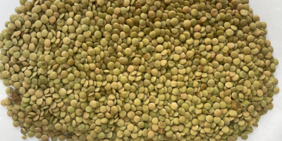 Una empresa kazaja exporta productos agrícolas a Europa: trigo