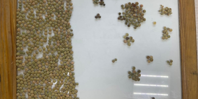Una empresa kazaja exporta productos agrícolas a Europa: trigo