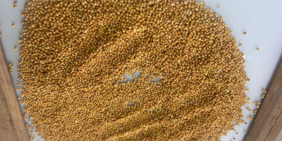 Una empresa kazaja exporta productos agrícolas a Europa: trigo