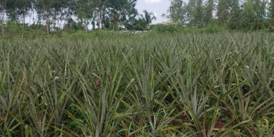 Piñas frescas de Benín, variedades Pain de Sucre y