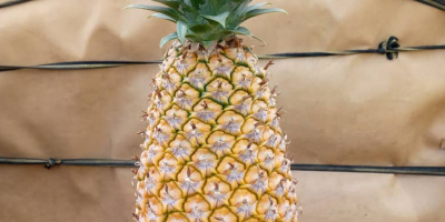 Piñas frescas de Benín, variedades Pain de Sucre y