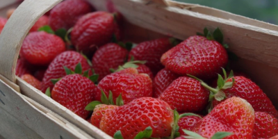 COMPRA DE FRESAS – ¡LE INVITAMOS A COLABORAR! Ofrecemos