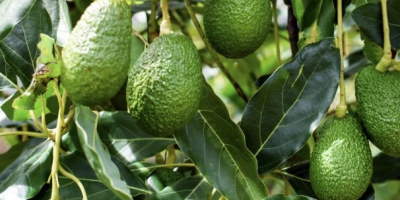 Somos una empresa especializada en la exportación de aguacate