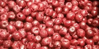 Las cerezas ácidas deshuesadas IQF de la variedad Oblacinska