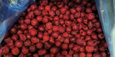 Las cerezas ácidas deshuesadas IQF de la variedad Oblacinska