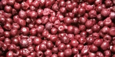 Las cerezas ácidas deshuesadas IQF de la variedad Oblacinska