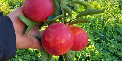 Gallo Tarocco naranjas, rojo,