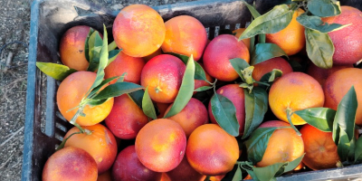 Gallo Tarocco naranjas, rojo,