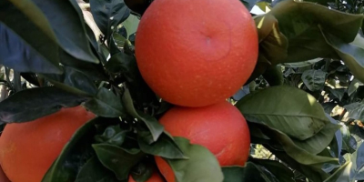 Gallo Tarocco naranjas, rojo,