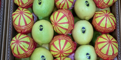 Nos complace ofrecer limones egipcios frescos (lima Key Lime)
