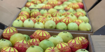 Nos complace ofrecer limones egipcios frescos (lima Key Lime)