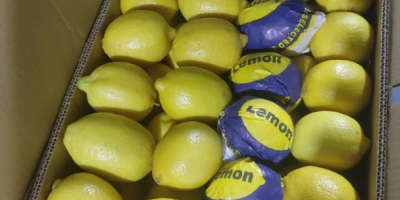 Nos complace ofrecer limones egipcios frescos (lima Key Lime)