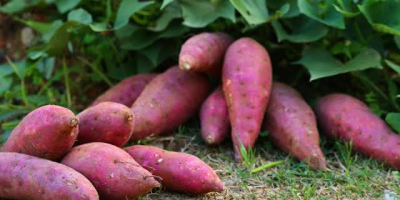 Batatas frescas de primera calidad procedentes de Egipto. De