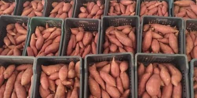 Batatas frescas de primera calidad procedentes de Egipto. De