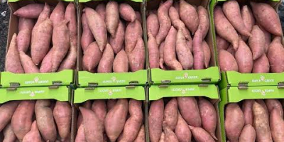 Batatas frescas de primera calidad procedentes de Egipto. De