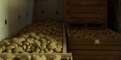 Hola, vendo patatas grandes y bonitas (más de 50)