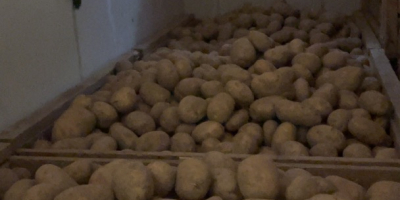 Hola, vendo patatas grandes y bonitas (más de 50)
