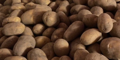 Hola, vendo patatas grandes y bonitas (más de 50)