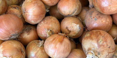 Busco establecer alianzas con importadores o productores de zanahorias