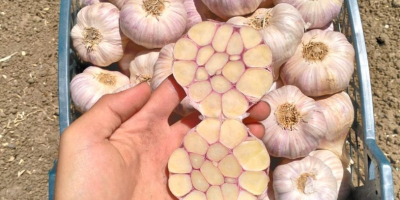 Golden Roots exporta productos egipcios frescos, congelados, verduras y