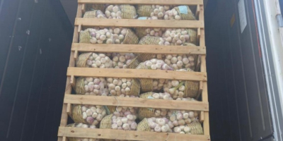 Golden Roots exporta productos egipcios frescos, congelados, verduras y