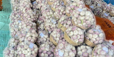 Golden Roots exporta productos egipcios frescos, congelados, verduras y