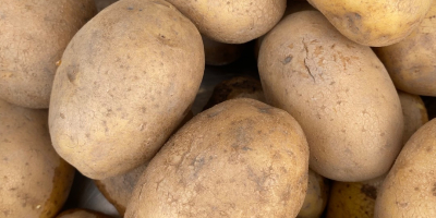 Patatas Lily en venta, en cantidades de camión completo,