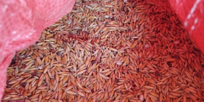 Avena orgánica certificada Cosecha 2025