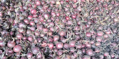 Buenos días, tengo 150 toneladas de cebollas rojas sin