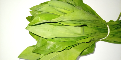 Tengo una gran cantidad de ajo silvestre a la