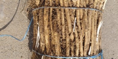 Esquejes de rábano picante sanos a la venta en