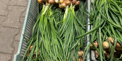 Vendo cebollino en manojos.