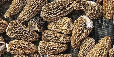 Setas morillas, lavadas, secas, sombrero sin tallo, envasadas al