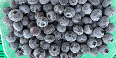 Vendo arándanos congelados. El producto está intacto y sin