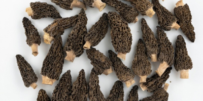 Colmenillas secas orgánicas - Paquete de 100 g -