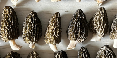 Colmenillas secas orgánicas - Paquete de 100 g -