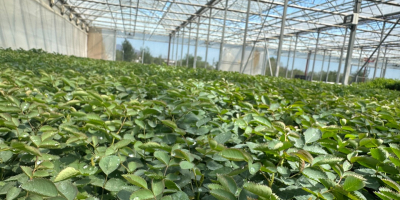 Plántulas de rosa damascena. Híbridos especialmente seleccionados de Paulownia