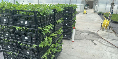 Plántulas de rosa damascena. Híbridos especialmente seleccionados de Paulownia