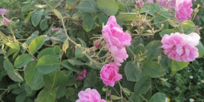 Plántulas de rosa damascena. Híbridos especialmente seleccionados de Paulownia