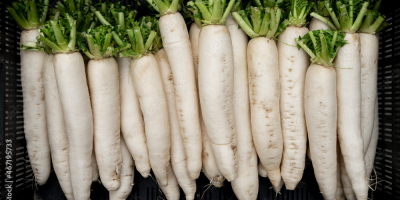 Rábano blanco (daikon) de gran tamaño para la industria.