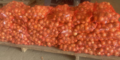 Venta de cebollas amarillas directamente del fabricante. Variedad Derek.
