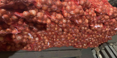 Venta de cebollas amarillas directamente del fabricante. Variedad Derek.