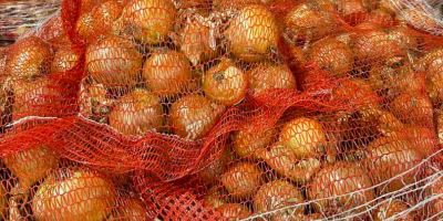 Venta de cebollas amarillas directamente del fabricante. Variedad Derek.