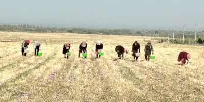 Nuestra empresa cultiva azafrán desde 2017 en colaboración con