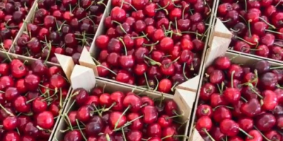 Vendo cerezas frescas de variedades tempranas, semitempranas y tardías.