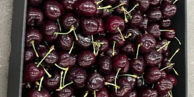 Vendo cerezas frescas de variedades tempranas, semitempranas y tardías.